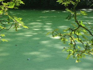 Uv Filters For Ponds